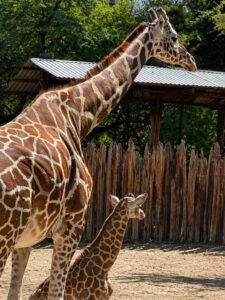 Otro presunto descuido en el Zoológico de León; investigan muerte de jirafa