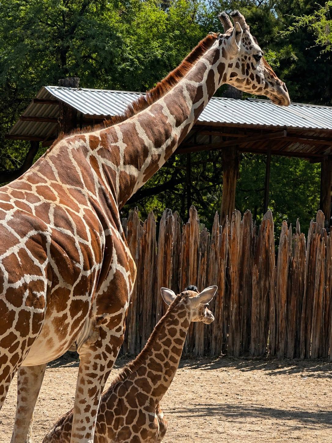 Otro presunto descuido en el Zoológico de León; investigan muerte de jirafa