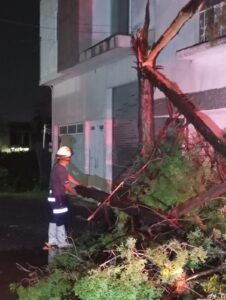 Fuertes vientos derriban ocho árboles y dejan afectaciones en Purísima del Rincón