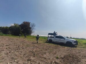 Hallan presunto invernadero de marihuana en una granja de Romita