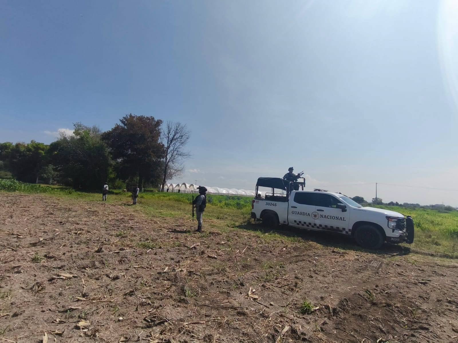 Hallan presunto invernadero de marihuana en una granja de Romita